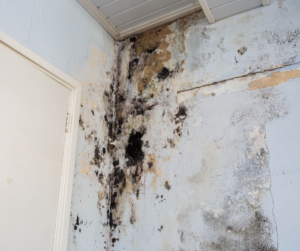 Example of moisture damage - mold growth